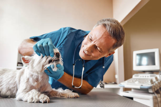 Best 24-Hour Emergency Dentist in Cresson, TX